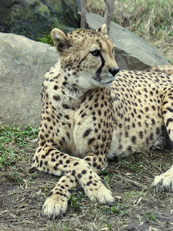 Acinonyx jubatus