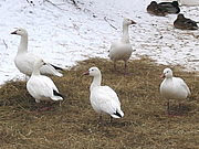 Anser caerulescens