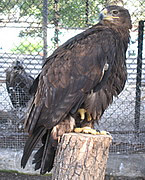 Aquila rapax 