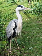 Ardea cinerea