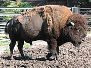 Bison bison