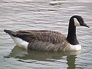 Branta canadensis 