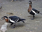 Branta_ruficollis