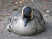 Branta sandvicensis