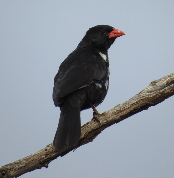 Bubalornis_niger