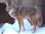 Canis latrans