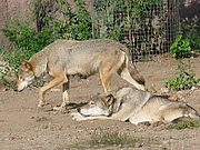 Canis lupus