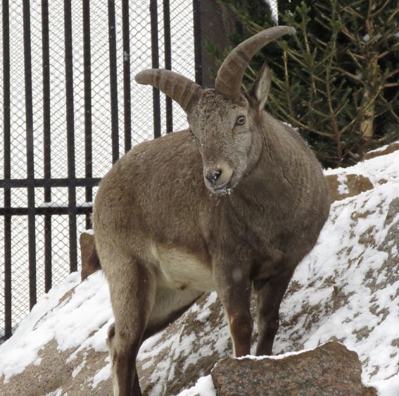 Capra cylindricornis