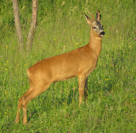 Capreolus