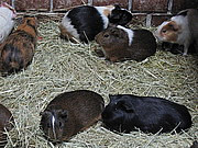 Cavia aperea