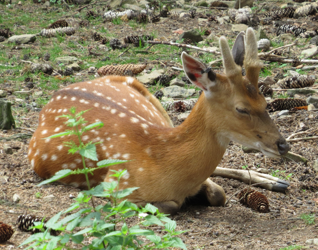 Cervus_nippon