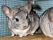 Chinchilla laniger