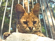 Felis serval