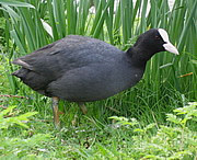 Fulica atra