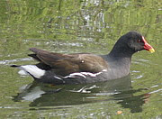 Gallinula chloropus