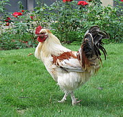 Gallus domestica