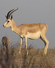 Gazella subgutturosa