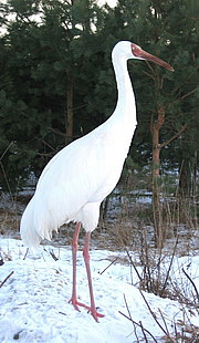 Grus leucogeranus