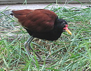 Jacana jacana