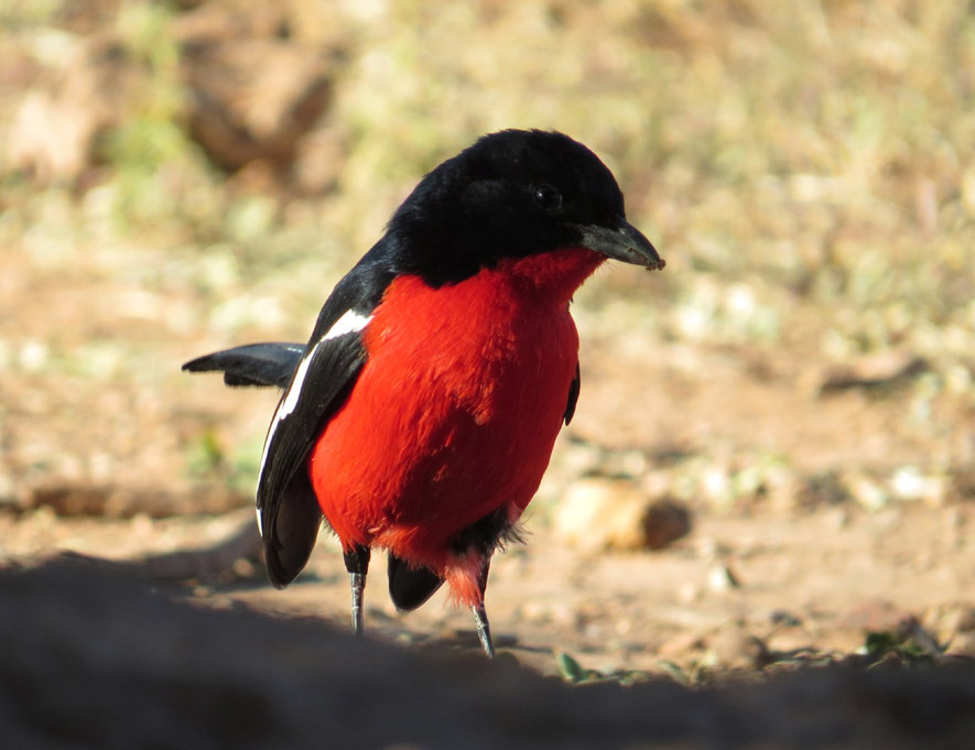 Laniarius_atrococcineus