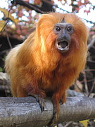 Leontopithecus rosalia