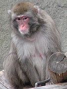 Macaca fuscata