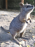 Macropus eugenii