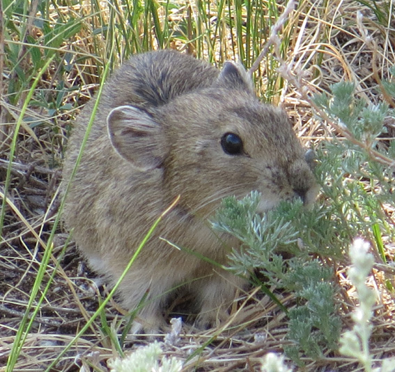 Ochotona dauurica