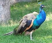 Pavo cristatus