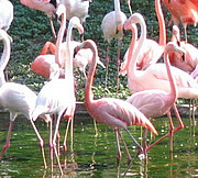 Phoenicopterus roseus