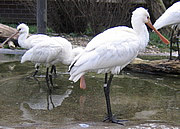 Platalea leucorodia