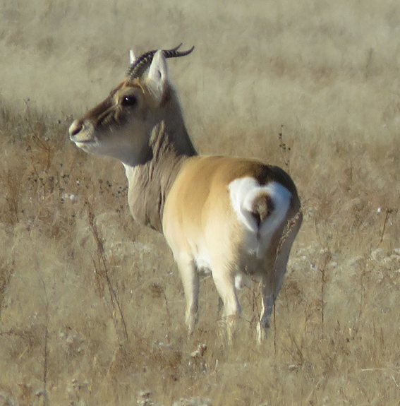 Procapra gutturosa