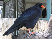 Pyrrhocorax pyrrhocorax