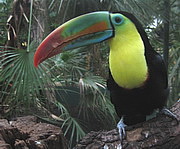 Ramphastos sulfuratus