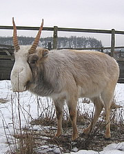 Saiga tatarica