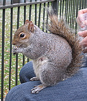 Sciurus_vulgaris