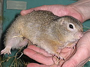 Spermophilus pigmaeus