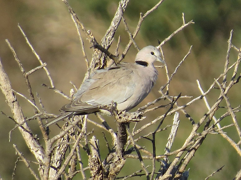 Streptopelia_capicola