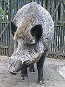 Sus scrofa