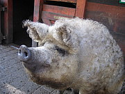 Sus scrofa domestica