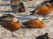 Tadorna ferruginea