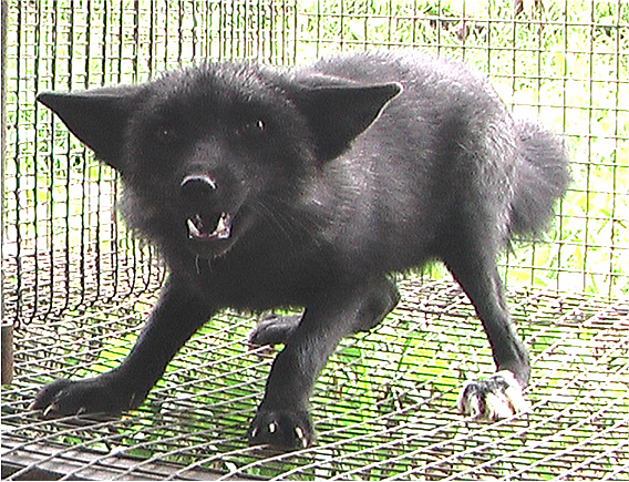  agressive fox