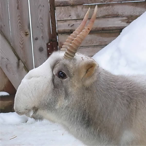 saiga