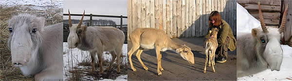 saiga